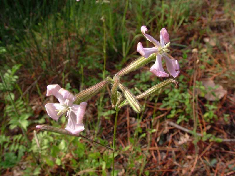 Silene pichiana / Silene delle Apuane